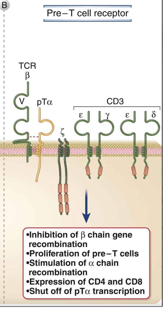 <ul><li><p>composed of<strong> B chain + pTa (surrogate a chain)</strong> and <strong>CD3 complex</strong> for signaling</p></li><li><p>also ligand-independent - tests whether B chain works</p></li><li><p>outcomes:</p></li></ul><p>i. stops further B rearrangement (allelic exclusion)</p><p>ii. induces proliferation of pre-T cells</p><p>iii. stimulates a-chain rearrangement </p><p>iv. turns on CD4 and and CD8 expression (→ DP stage)</p><p>v. shuts off pTa transcription after checkpoint</p>