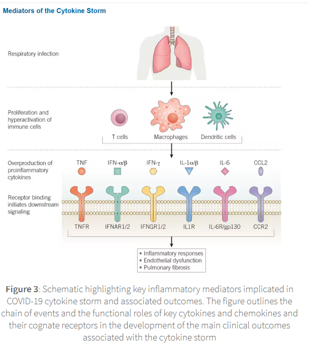<p><span>This results in a release of cytokines and recruitment of immune cells. </span></p><p></p>