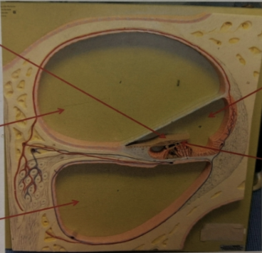 <p>label the structures the arrows are pointing to.</p>