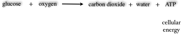 <ul><li><p>A plant can use the energy that was stored in food (sugars) through a process called <strong><span style="color: blue">cellular respiration</span></strong></p></li></ul><h1 collapsed="false"><span style="color: blue">Cellular Respiration</span></h1><ul><li><p>does not require sunlight, but requires oxygen.</p></li><li><p>occurs continuously</p></li><li><p>If it were to stop, the plant would quickly die.</p></li></ul>