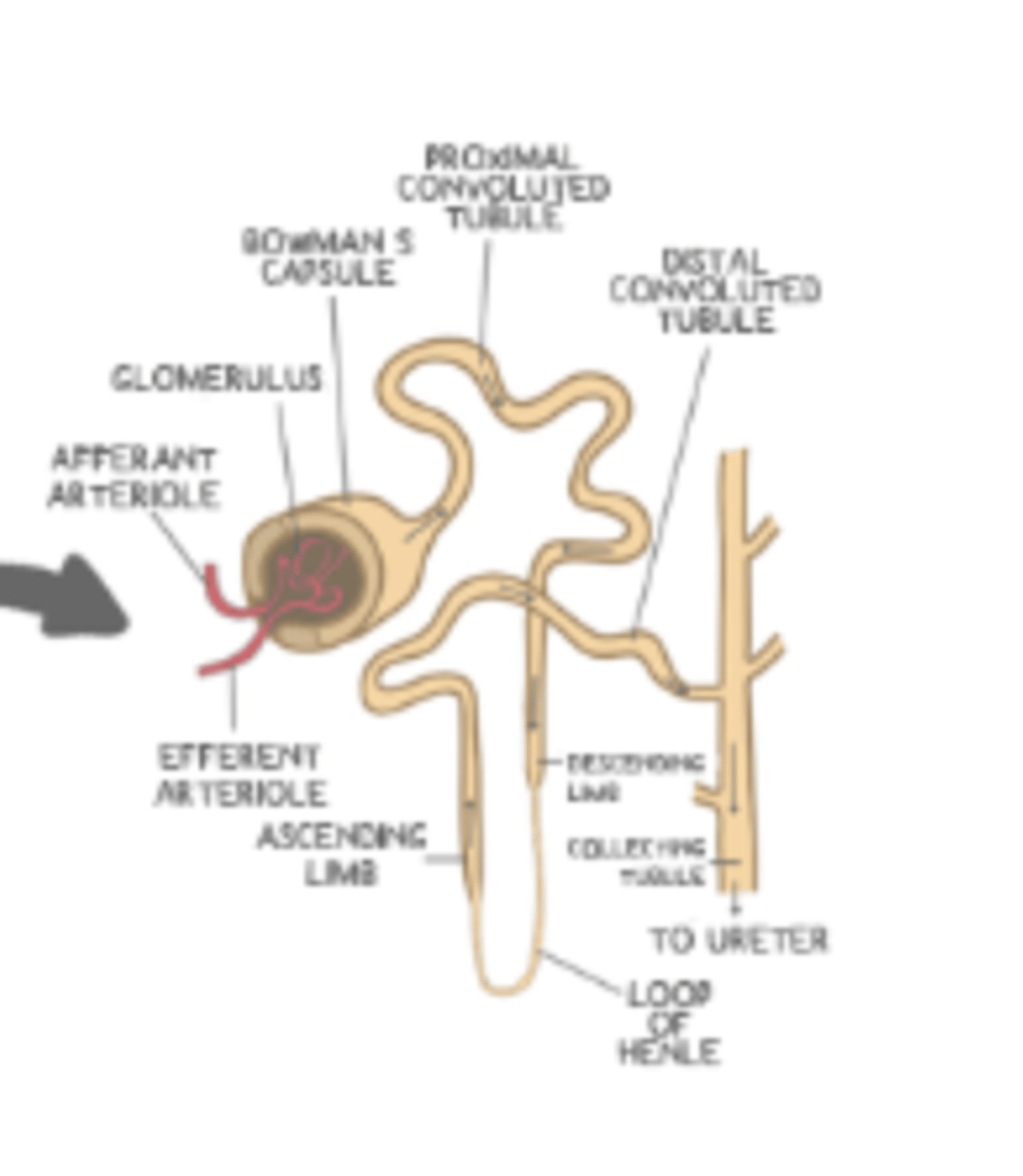<p>renal corpuscle (Bowman's capsule is an acceptable answer too); descending limb</p>
