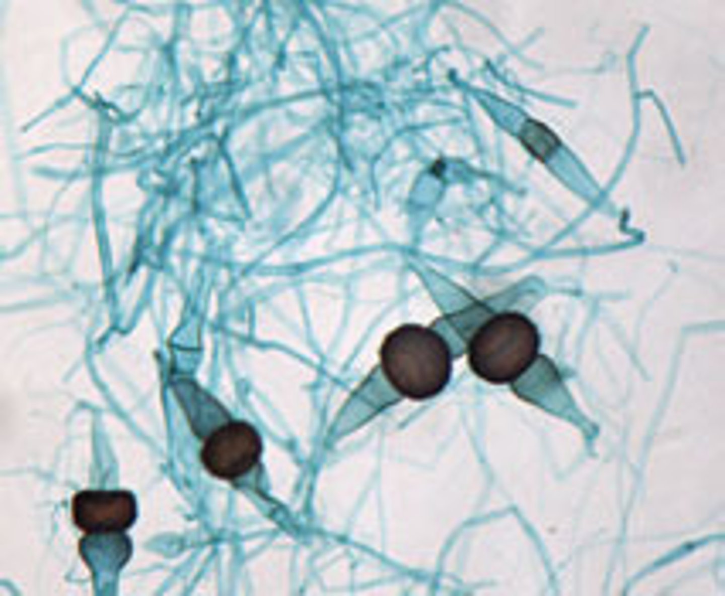 <p>+- mating type</p>