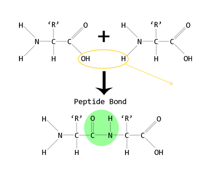 <p>condensation reaction</p>