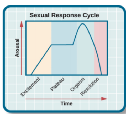 <p>the four stages of sexual responding described by Masters and Johnson— excitement, plateau, orgasm, and resolution.'</p><p><strong>4 Stages:</strong></p><ol><li><p><strong>Excitement</strong>: The genital areas become engorged with blood, causing a woman’s clitoris and a man’s penis to swell. A woman’s vagina expands and secretes lubricant; her breasts and nipples may enlarge.</p><p></p></li><li><p><strong>Plateau</strong>: Excitement peaks as breathing, pulse, and blood pressure rates continue to increase. A man’s penis becomes fully engorged—to an average length of 5.6 inches. Some fluid— frequently containing enough live sperm to enable conception—may appear at its tip. A woman’s vaginal secretion continues to increase.</p><p></p></li><li><p><strong>Orgasm</strong>: Muscle contractions appear all over the body and are accompanied by further increases in breathing, pulse, and blood pressure rates. The pleasurable feeling of sexual release is much the same for both sexes. </p><p></p></li><li><p><strong>Resolution</strong>: The body gradually returns to its unaroused state as the genital blood vessels release their accumulated blood. This happens relatively quickly if orgasm has occurred, relatively slowly otherwise. (It’s like the nasal tickle that goes away rapidly if you have sneezed, slowly otherwise.) Men then enter a refractory period that lasts from a few minutes to a day or more, during which they are incapable of another orgasm. A woman’s much shorter refractory period may enable her, if restimulated during or soon after resolution, to have more orgasms.</p></li></ol>