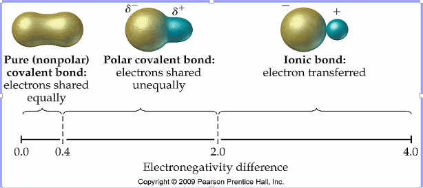 <p>Polarity:  unequal sharing of electrons in a covalent bond</p><p>Determined by differences in electronegativity</p>