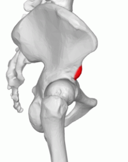 <p>forms bottom half of illium</p>