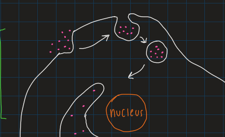 <p>take in molecules thru the membrane</p><ul><li><p>eukaryotes only: prokaryotic membrane lacks the fluid to form vesicles</p></li></ul><p></p>