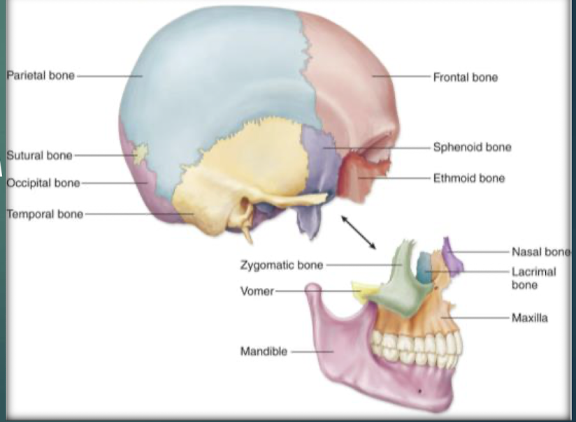 <p>Small paired bones in medial orbit walls, lateral to each maxilla.</p>