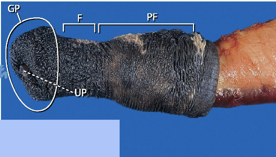 <p><span>The penis shown in this picture belongs to which species? What are the key characteristics?</span></p>