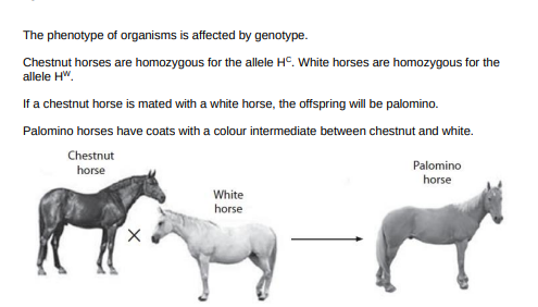 <p>Explain why the offspring have the palomino coat colour. (3)</p>