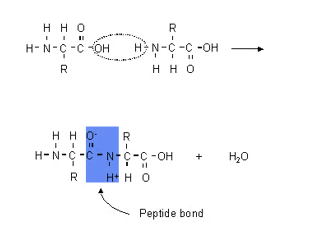<p><span>Polypeptide chains are made by joining amino acid monomers together through peptide bonds. Peptide bonds between amino acids are formed in a reaction between the carboxyl group of one amino acid and the amino group of another. This reaction is condensation reaction because it produces a molecule of water</span></p>
