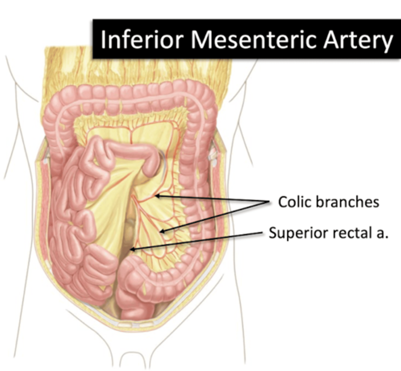 <p>Arterial supply of Gut</p><p>Colic Branches</p><p>Superior Rectal a.</p>