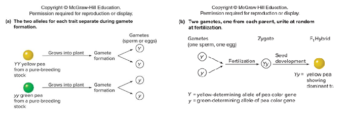<p>Mendel’s theory for inheritance in which the two alleles for each trait separate during gamete formation. The two gametes, one from each parent, unite at random at fertilization.</p>