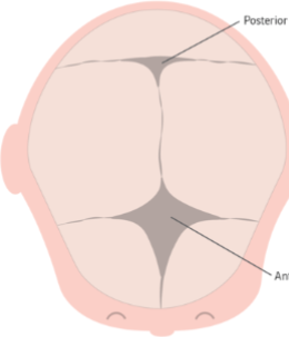 <p>soft spots on infants heads. these gaps are composed of membranous connective tissue</p>