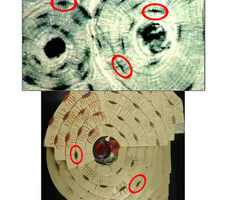 <p><span>small spaces or cavities within the bone matrix that house osteocytes</span></p>