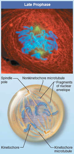 <p>Chromatin fibres coil up to become chromosomes (2 chromatids joined at the centromere)</p>