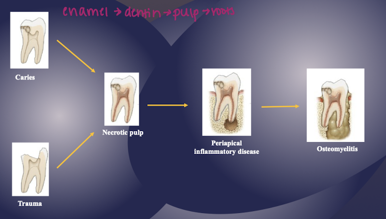 <p>inflammatory disease mechanism </p>