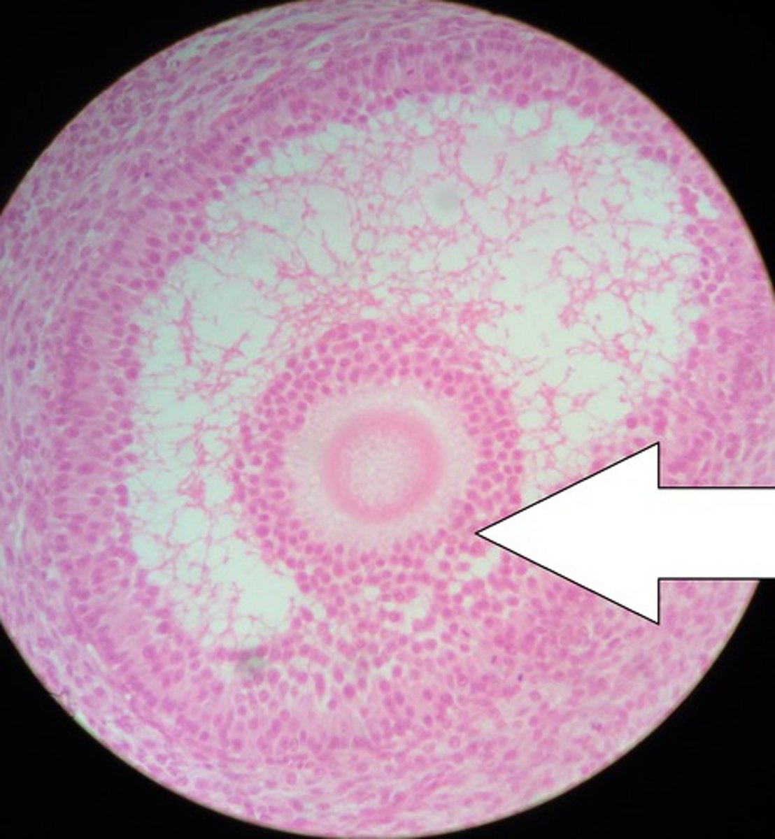<p>Corona radiata</p>