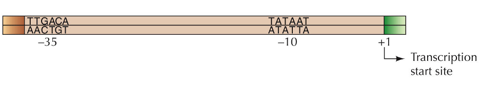 <p>The TATA box (consensus sequence)</p><ul><li><p>Promoter: DNA sequence to which RNA polymerase binds (initiation complex binds first). The region upstream of the transcription initiation site has 2 different consensus 6 base pair sequences. One at –10 and one at –35.</p></li></ul><p></p>