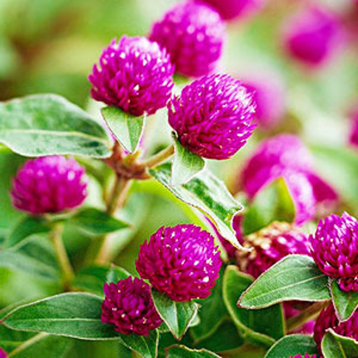 <p>12-24" tall with an upright branching habit.</p><p>The true flowers are insignificant, tiny, white to yellow trumpets that are only visible close up.</p><p>The bright magenta bracts arranged in a globe shape have a papery-texture and clover-like flowerheads.</p><p>Flowerhead colors include red, pink, purple, lilac, violet and white.</p><p>Narrow oblong to elliptic green leaves (to 4" long).</p>