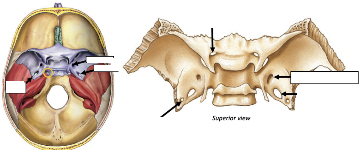 <p>Skull Foramina: Sphenoid Bone</p>