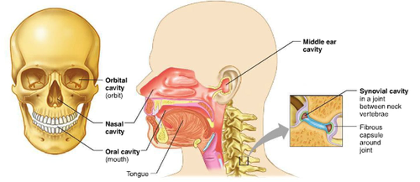 <p>nasal bones, nasal conchae (superior, middle (these are part of ethmoid bone), inferior(is its own bone), maxillae, palatines - these form part of the nasal walls.</p>