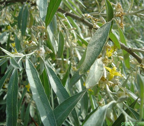 <p><span><em>Elaeagnus angustifolia</em></span></p>
