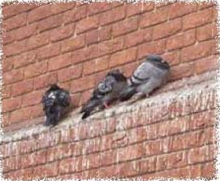 <p>Which fungus is transmitted by <strong>inhalation </strong>of <strong>soil</strong> <strong>rich</strong> <strong>in</strong> <strong>bird droppings</strong> (esp. <strong>pigeons</strong>) and causes:</p><ul><li><p>causes mild lung infection in healthy patients</p></li></ul><ul><li><p>immunocompromised: <strong>cryptococcal meningitis</strong> (disseminates to brain and meninges)</p></li></ul>