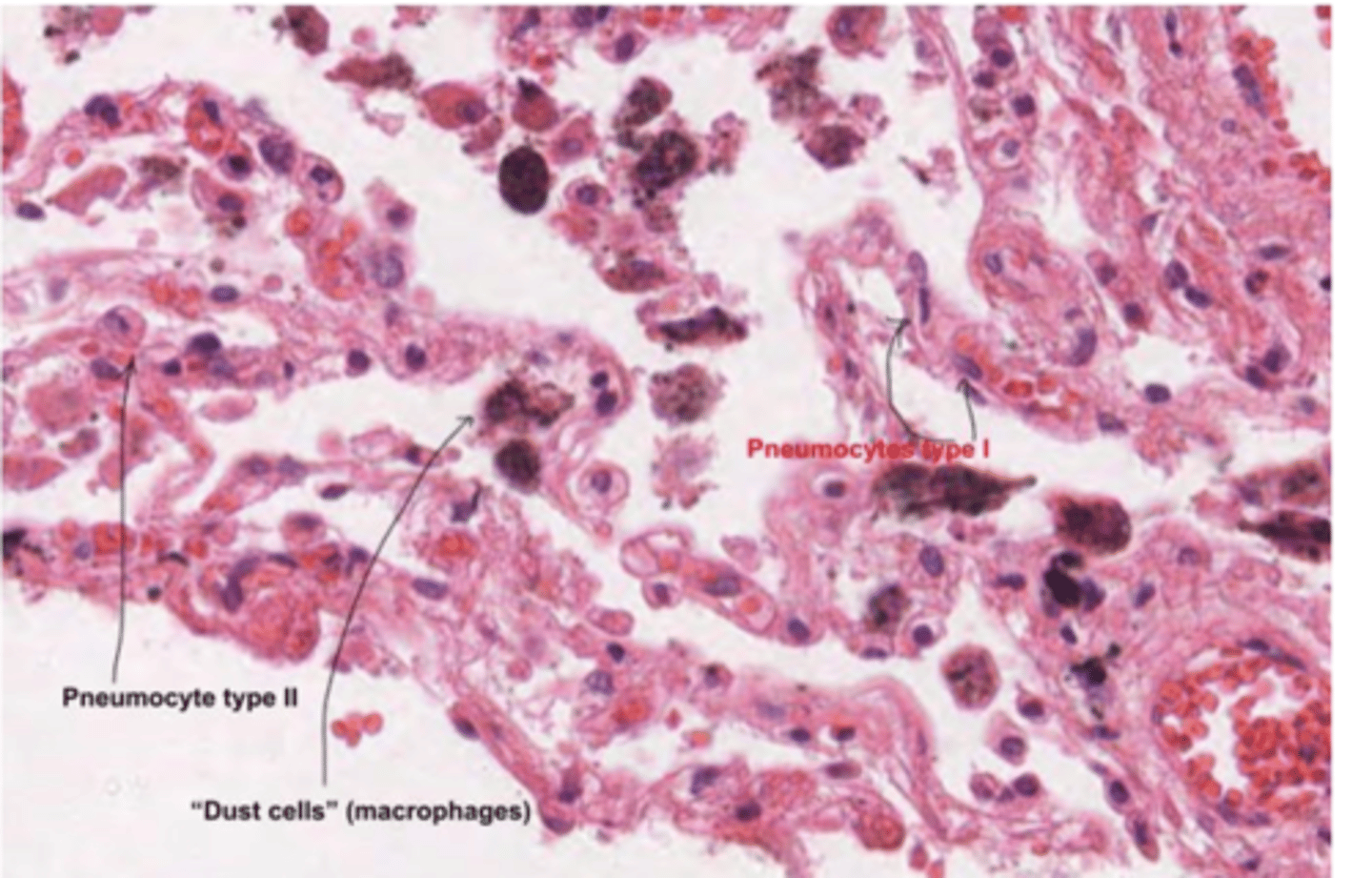 <p>Found in the alveolar-septal junction. Positioned between the alveolar epithelium and the connective tissue septum.</p><p>The septum is a connective tissue region between adjacent alveoli in the lungs.</p>