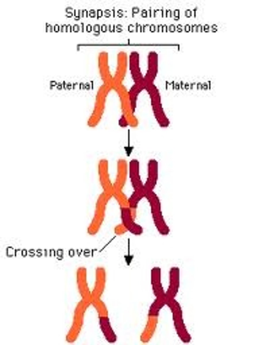 <p>- the genetic process by which one chromosome breaks off and attaches to another chromosome during reproductive cell division</p><p>- linkage maps are based on determining recombination rate between loci</p>