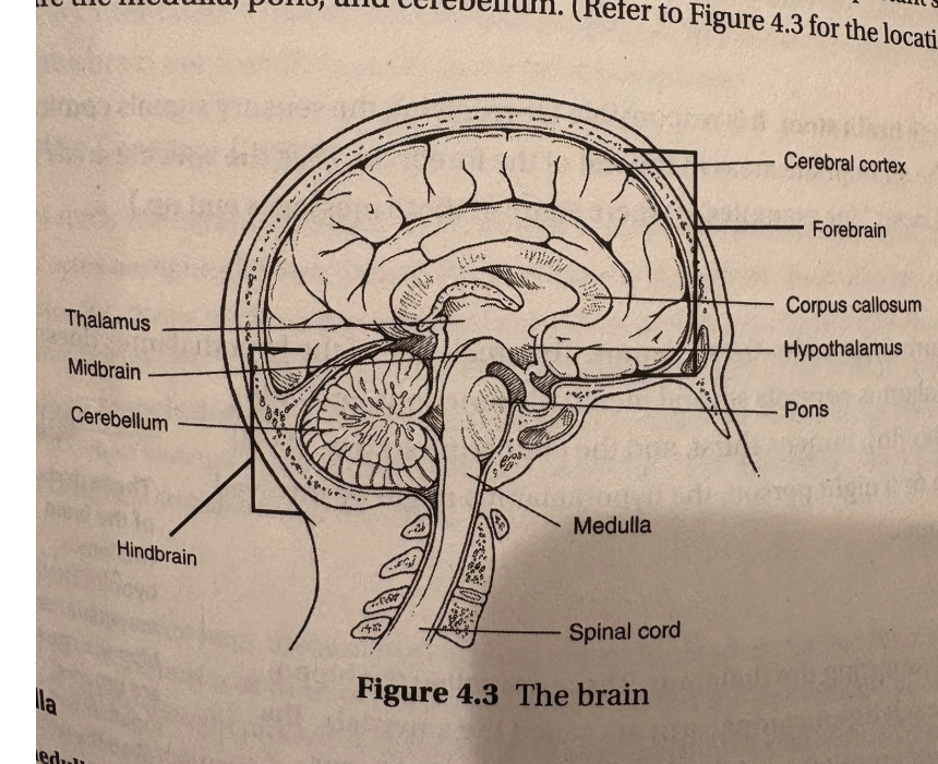 <ul><li><p>hindbrain is anything on top of the spinal chord</p></li><li><p>medulla is what controls blood pressure, heart rate, and breathing</p></li><li><p>pons connects the hindbrain with the midbrain and forebrain and is used for facial expressions</p></li><li><p>cerebellum is for muscle movements</p></li></ul><p></p>