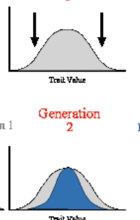 <p>Stabilization Selection</p>