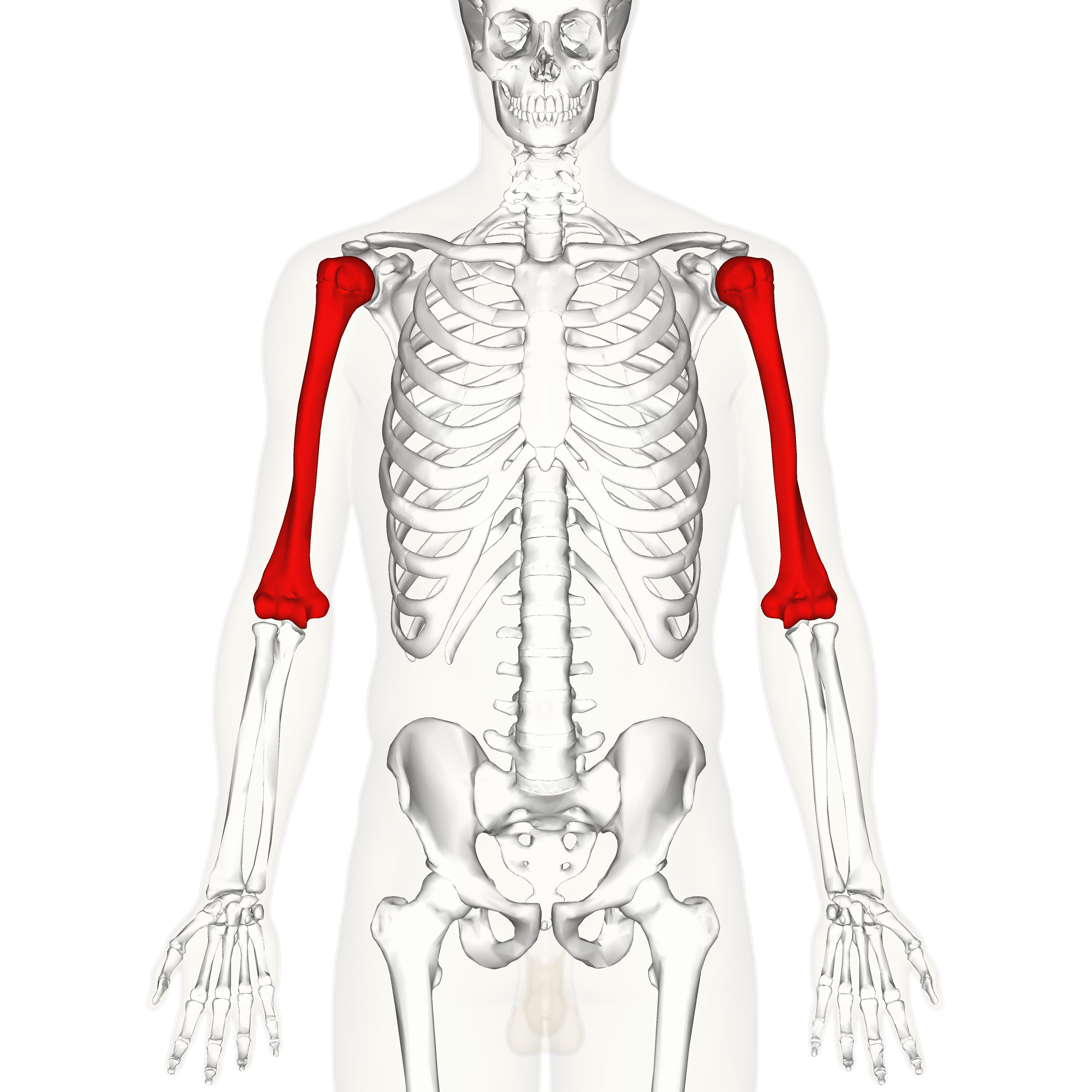 <p>Appendicular skeleton - arm</p>