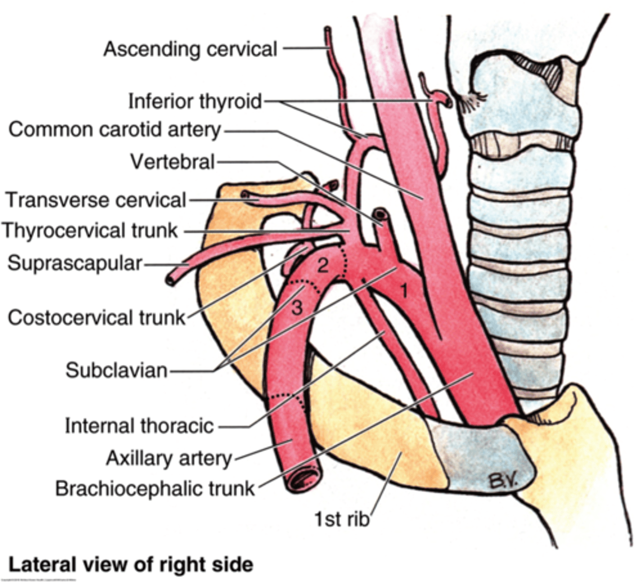 <p>What are the parts of the subclavian artery? (3) What muscle are they in reference to?</p>