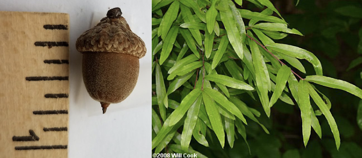 <p>Family<br>Genus<br>Species<br>Common Name</p>