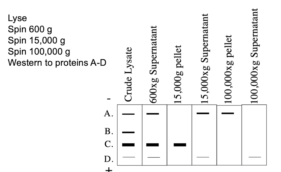 <p>Where in the cell does protein B reside?</p><p>A. Cytoplasm</p><p>B. Golgi</p><p>C. None of the above</p><p>D. Nucleus</p><p>E. Mitochondria</p>