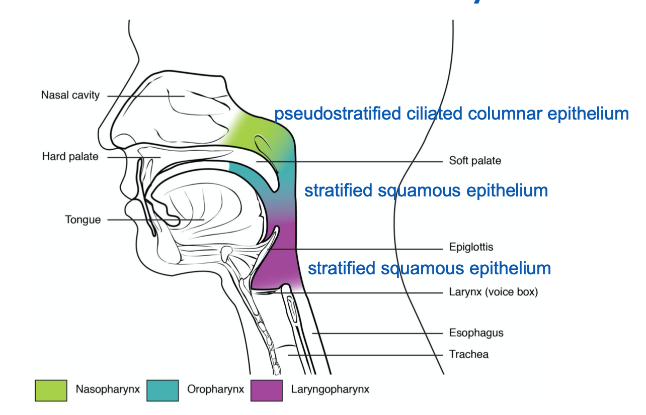 <ol start="3"><li><p><strong>Pharynx</strong></p></li></ol><ul><li><p>is a tube formed by skeletal muscle and lined by _____ membrane that is continuous with that of the nasal cavities</p><ul><li><p><strong>nasopharynx</strong></p><ul><li><p>flanked by the conchae of the nasal cavity, and it serves only as an ____</p></li><li><p>on top are the <strong>_______ tonsils</strong></p><ul><li><p>similar to a lymph node (releases _____ cells)</p></li><li><p>contains a rich supply of _______ and is covered with ciliated epithelium that traps and destroys invading pathogens</p></li></ul></li></ul></li><li><p><strong>oropharynx</strong></p><ul><li><p>passageway for both air and ____</p></li><li><p>As the nasopharynx becomes the oropharynx, the epithelium changes from pseudostratified ciliated columnar epithelium to _______ squamous epithelium</p></li><li><p>contains palatine &amp; lingual tonsils</p><ul><li><p><strong>______ tonsil</strong> is one of a pair of structures located laterally</p></li><li><p><strong>______ tonsil</strong> is located at the base of the tongue</p></li></ul></li><li><p>contains <strong>uvula</strong></p><ul><li><p>is a small bulbous, teardrop-shaped structure located at the apex of the soft palate</p></li><li><p>swings upward to close off the nasopharynx to prevent ingested materials from entering the ____ cavity.</p></li></ul></li><li><p>contains <strong>Eustachian tubes</strong></p><ul><li><p>connect to each _____ ear cavity open into the nasopharynx</p></li><li><p>why colds often lead to ear infections (Niña’s problem!)</p></li></ul></li></ul></li></ul></li><li><p><strong>laryngopharynx</strong></p><ul><li><p>continues the route for ingested material and air until its inferior end, where the digestive (esophagus) and respiratory (larynx) systems diverge</p></li><li><p>stratified squamous epithelium</p></li></ul></li></ul>