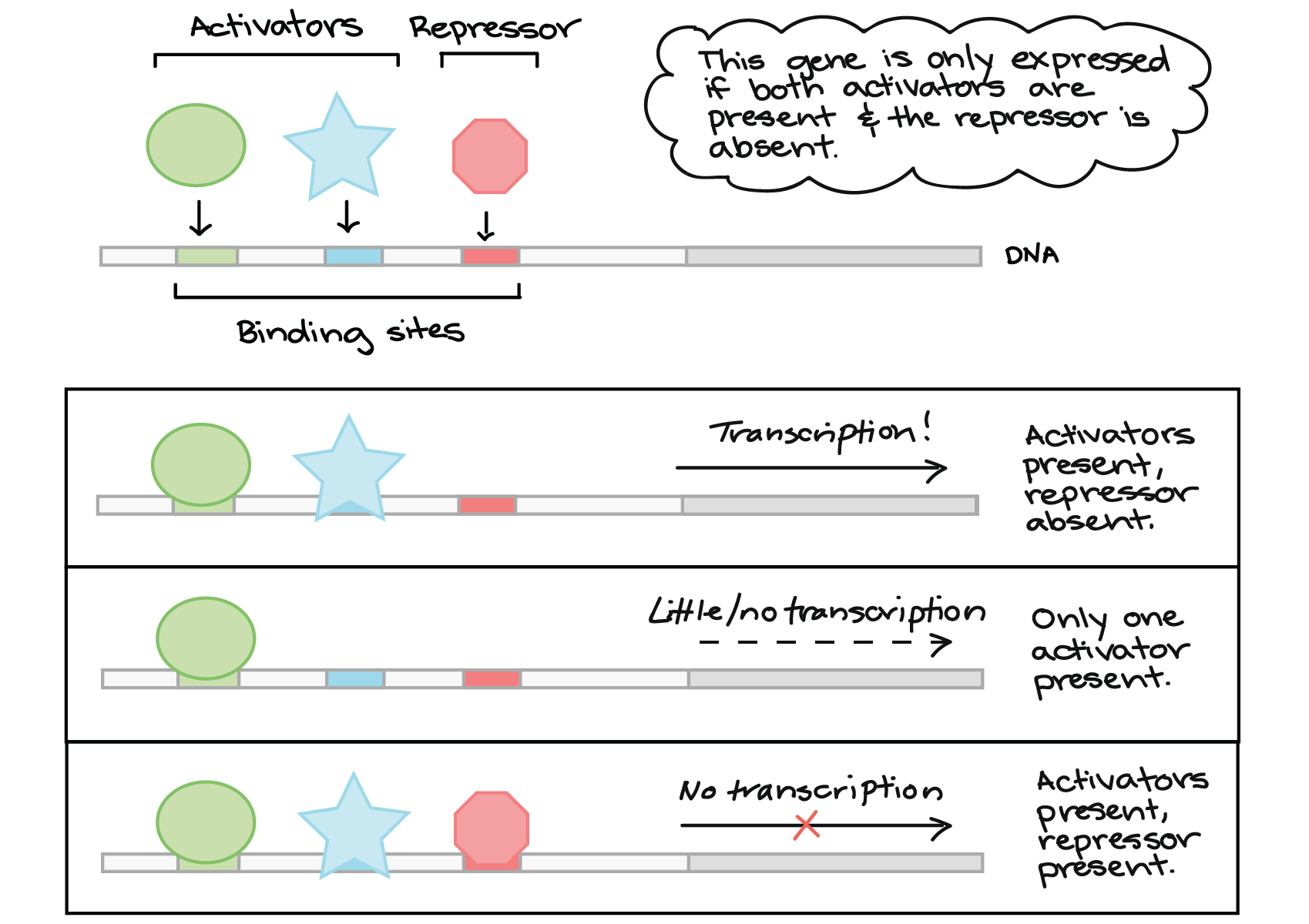 <p>process by which info in a strand of DNA is copied into a new molecule of messenger RNA (mRNA)</p><ul><li><p>occurs if activators are present and the repressor is absent</p></li><li><p>little/no transcription occurs if only one activator is present</p></li></ul><p></p>