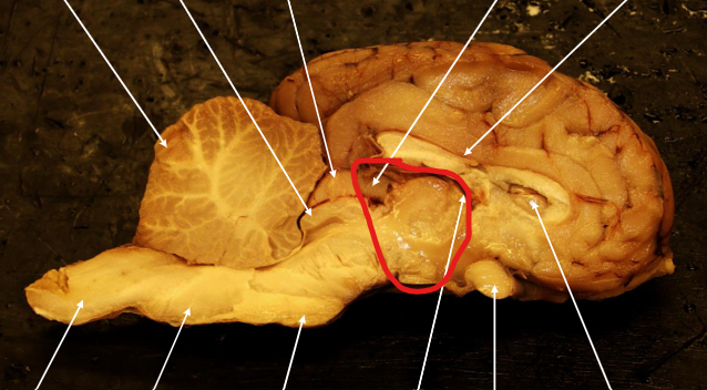 <p>Region?</p>
