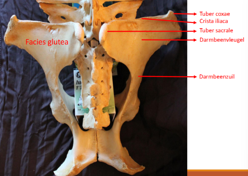 <p>links: facies glutea</p><p>rechts:</p><ul><li><p>tuber coxae</p></li><li><p>crista iliaca</p></li><li><p>tuber sacrale</p></li><li><p>darmbeenvleugel</p></li><li><p>darmbeenzuil</p></li></ul><p></p>