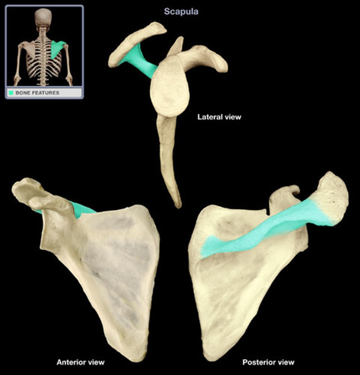 <p>projection on the posterior surface of the scapula, running from medial border laterally to the acromion process; attachment site for middle and lower trapezius muscles</p>