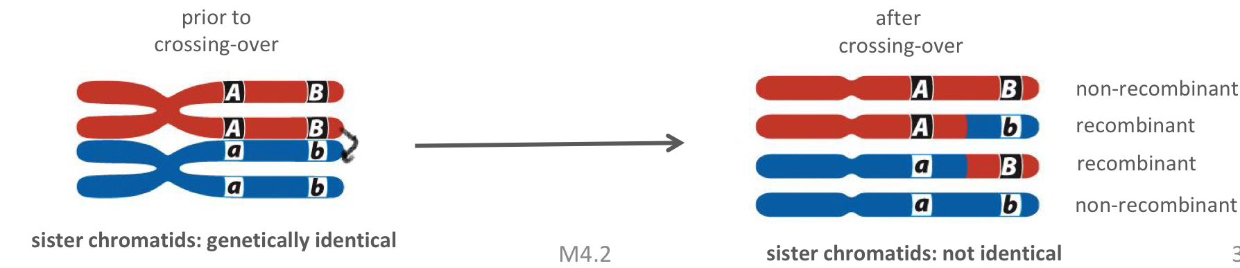 <ul><li><p>assortment of alleles into non-parental combinations </p></li><li><p>less common&nbsp;</p></li><li><p>never<em> on the outside</em></p></li></ul><p></p>