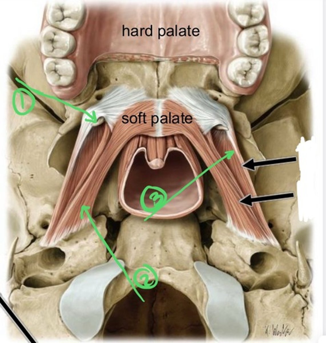 knowt flashcard image