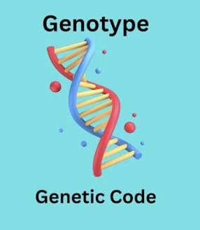 <p>The genetic makeup of an organism, representing the alleles inherited from both parents, which determines specific traits. </p>