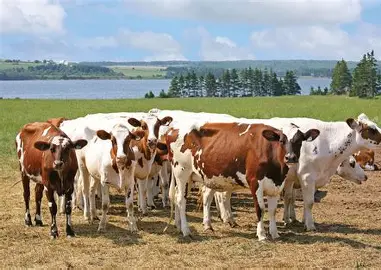 <ul><li><p>Origin: Scotland</p></li><li><p>Color: mix of red, mahogany, brown, and white</p></li><li><p>Size: large</p></li><li><p>Milk volume produced: 3rd among dairy breeds (greater than 17,000 lbs per lactation)</p></li><li><p>Milk fat: 4th among dairy breeds (greater than 4%)</p></li></ul><p></p>