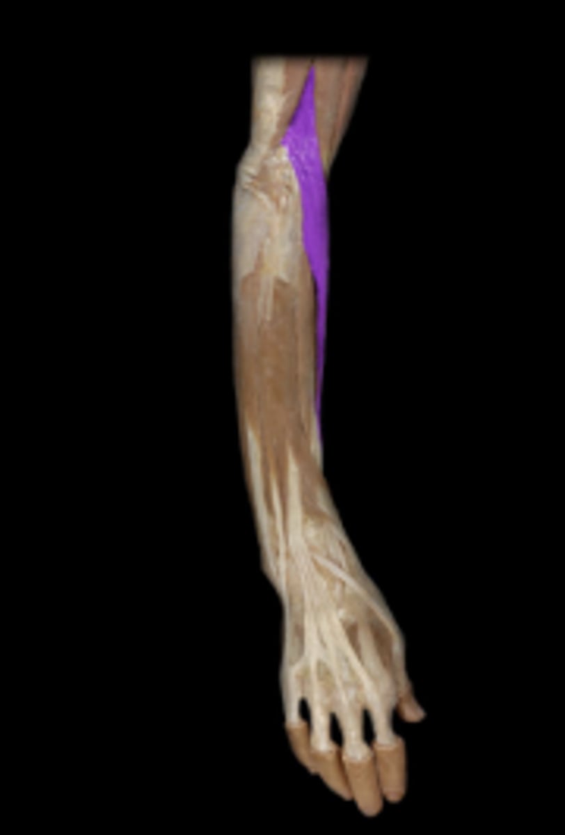 <p>action: flexion of elbow</p>
