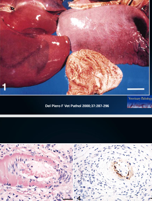 <p>Causative agent of this abortion? Describe the gross pathology.</p>