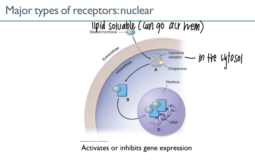 <ol><li><p>lipid-soluable ligand in cytosol </p></li><li><p>CROSSES the membrane n goes straight to the nucleus </p></li><li><p>gene expression act/inhib </p></li></ol>