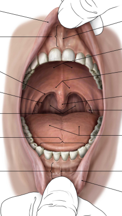 <p>Label the parts of the oral cavity</p>