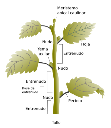 <p>Yema apical, Yema axilar, nódulos, entrenudos y hojas.</p>